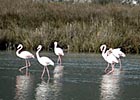 tn_Flamingo014